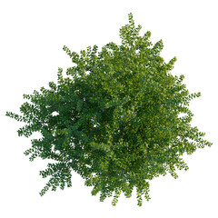 Obraz premium Berberis darwinii tree plan, top view, cutout, transparent background, isolate, Lush green treetop foliage for landscape designs, natural element render