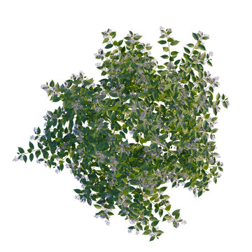 Ceanothus x delileanus tree plan, top view, cutout, transparent background, isolate, Aerial view shows blossoming lilac bush in full bloom, inviting spring