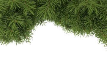 Obraz premium Close up of vibrant green pine needles against a black background