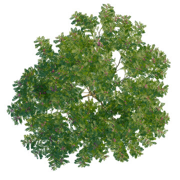 Indigofera heterantha tree plan, top view, cutout, transparent background, isolate, Aerial view of a beautiful honey locust tree with pink blossoms