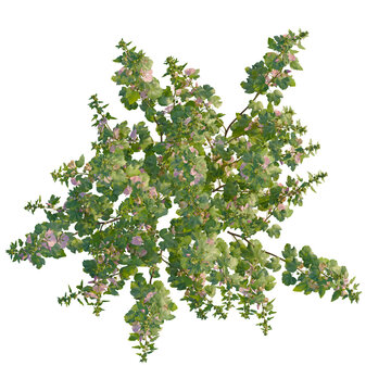 Lavatera clementii tree plan, top view, cutout, transparent background, isolate, Flowering mallow plant radiates summer vibes in sunlit garden scene