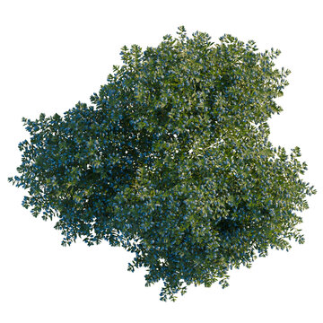 Myrtus communis tree plan, top view, cutout, transparent background, isolate, Elegant blueberry tree with lush foliage for landscape designs