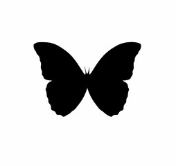 butterfly vector illustration