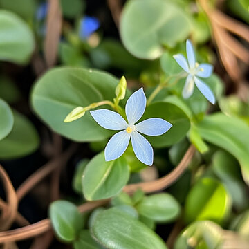 Delicate blue flowers bloom among lush green leaves, creating vibrant natural scene. soft petals and rich foliage evoke sense of ity and beauty in nature