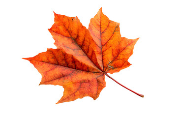 Autumnal Splendor Isolated Maple Leaf Showcasing Vibrant Orange and Red Tones Against Stark Black Backdrop Leaves of Fall