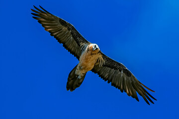 Quebrantahuesos en vuelo rasante, en el parque natural de Cazorla, Segura y Las Villas.