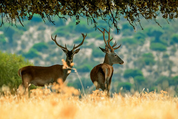 Ciervo en época de berrea, en el parque natural de Cazorla, Segura y Las Villas.