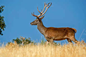 Obraz premium Ciervo en época de berrea, en el parque natural de Cazorla, Segura y Las Villas.