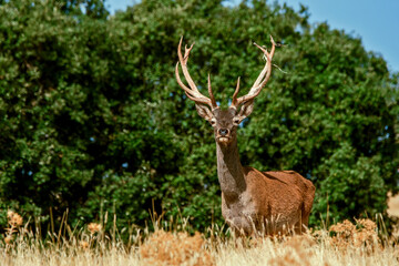 Ciervo en época de berrea, en el parque natural de Cazorla, Segura y Las Villas.