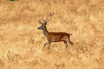 Obraz premium Ciervo en época de berrea, en el parque natural de Cazorla, Segura y Las Villas.