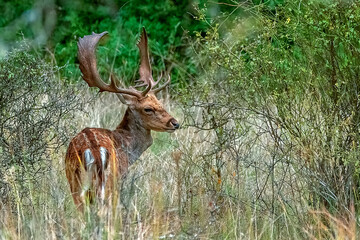 Gamos macho en el parque natural de Cazorla, Segura y Las Villas.