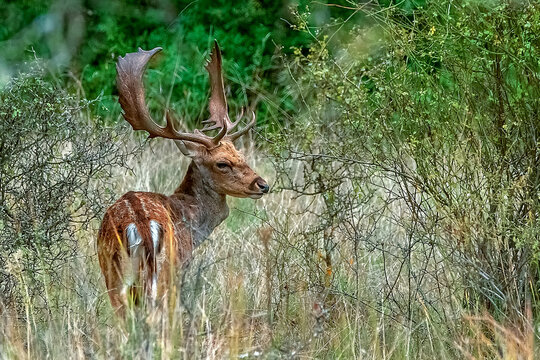 Gamos macho en el parque natural de Cazorla, Segura y Las Villas.