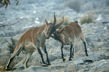 Macho de cabra hispánica pirenaica, en el parque natural de Cazorla, Segura y Las Villas.
