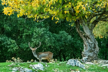 Gamos macho en el parque natural de Cazorla, Segura y Las Villas.