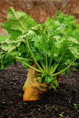 Manglewurzel growing in ground