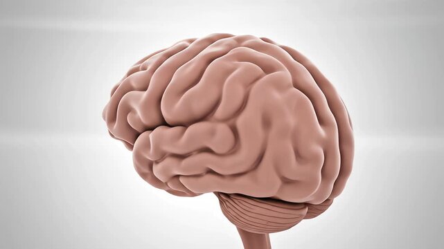 Slow 3D rotation of left and right brain hemispheres showcasing medical accuracy and structural clarity