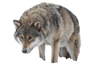 Obraz premium PNG of A majestic gray wolf prowls gracefully, showcasing its thick, fur coat and keen gaze.