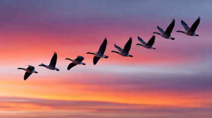 Fototapeta premium Flying goose in sky with emotional sunlight for poetic content in nature
