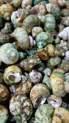Colorful sea shells at a store in Goa