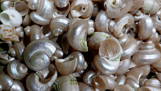 Close up view of Sea shells background