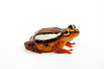 Mitchell's reed frog // Mitchellis Riedfrosch (Hyperolius mitchelli) - Africa