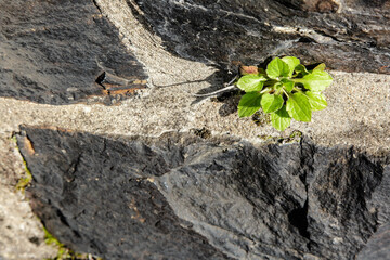 Pflanze in Mauerspalte, Steinwand mit Pflanze, Gemauerte Wand mit Pflanze in den Fugen