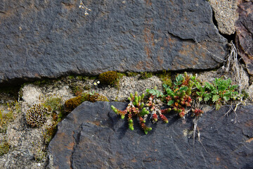 Pflanze und Moose in Steinwand, Pflanze in Fuge, Steinpflanze in Steinwand, Mauerpflanze im Garten und an &ouml;ffentlichen Orten