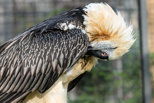 Bearded Vulture