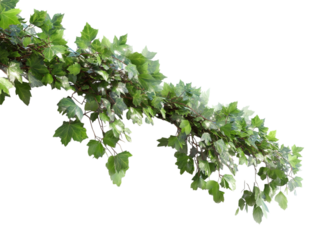 PNG of A lush vine with vibrant green leaves cascading elegantly in a natural setting.