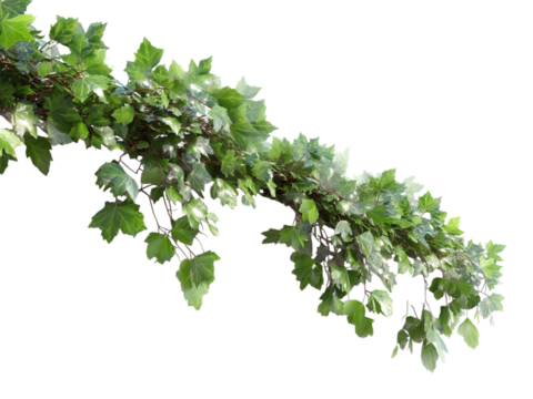 PNG of A lush vine with vibrant green leaves cascading elegantly in a natural setting.