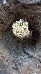 Intriguing Perspective Glimpse Through a Hollow Log onto Autumnal Forest Floor