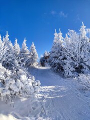 Winterwald auf dem Fichtelberg 