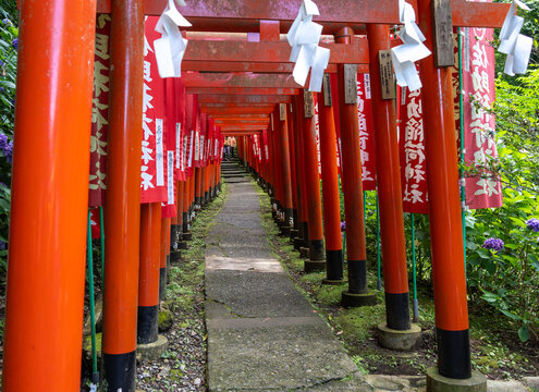 Path of red torii gates at Sasuke Inari-jinja, Kamakura - Powered by Adobe