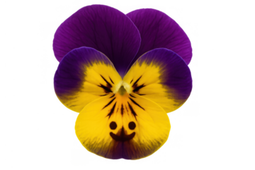 Smiling pansy flower with yellow and purple petals, displaying a cheerful face on transparent background