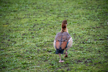 An Egyptian Goose foraging for food near the river.