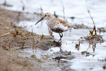 Dunlin Calidris alpina shorebird wading at the edge of a marsh in southern Ontario Canada horizontal orientation