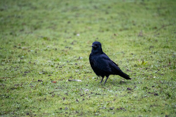 A close-up view of a Carrion Crow foraging for food near the river.