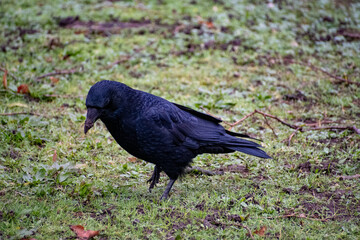 A close-up view of a Carrion Crow foraging for food near the river.