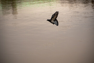 A Feral Pigeon in flight over water on the river.