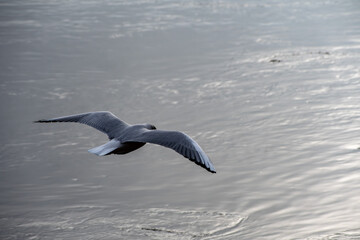 A Black-headed Gull in flight over water on the river.
