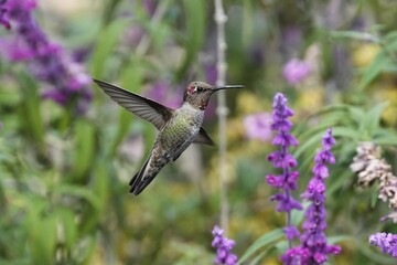 Allen's hummingbird (Selasphorus sasin) is a species of hummingbird that breeds in the western United States.