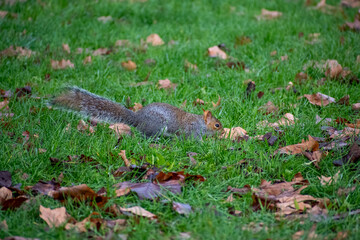 A Grey Squirrel foraging for food on the forest floor.