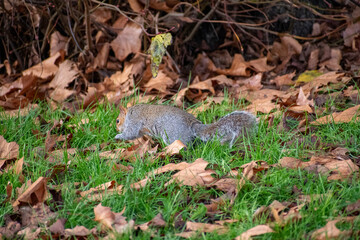 A Grey Squirrel foraging for food on the forest floor.