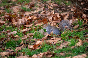 A Grey Squirrel foraging for food on the forest floor.