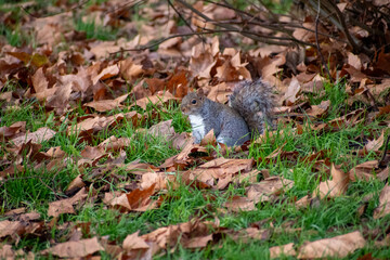 Obraz premium A Grey Squirrel foraging for food on the forest floor.