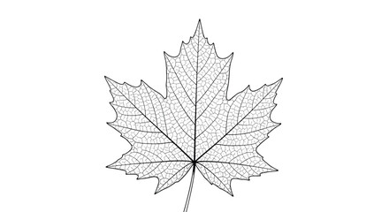 A detailed black and white illustration of a single maple leaf with visible veins.