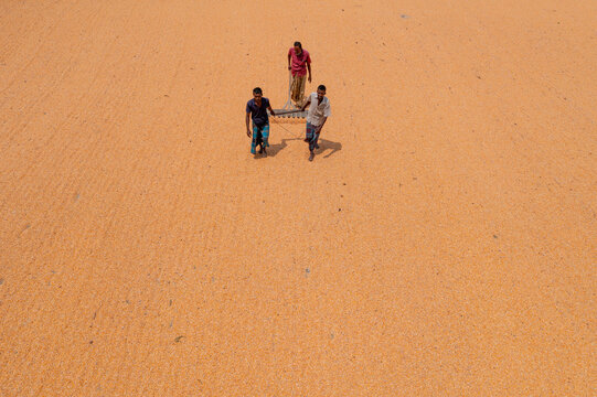 Aerial view of farmers carrying what appears to be a stretcher across a vast, sun-baked field with warm tones, Bogura, Rajshahi Division, Bangladesh.