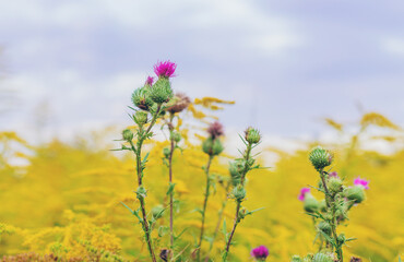 Obraz premium Milk thistle growing in a field. Selective focus.