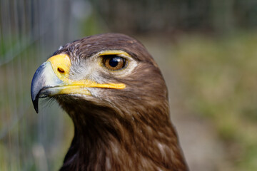 A striking close-up portrait of an eagle, showcasing its intense gaze and impressive beak.