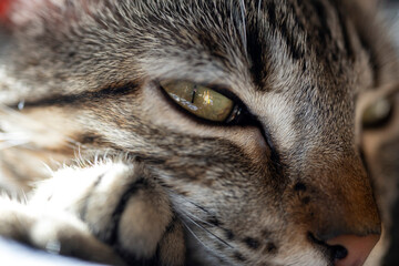 A highly detailed close-up shot of a tabby cat resting peacefully, highlighting the eye, fur texture, and soft natural light. The image emphasizes feline calmness, relaxation, and the intricate detail